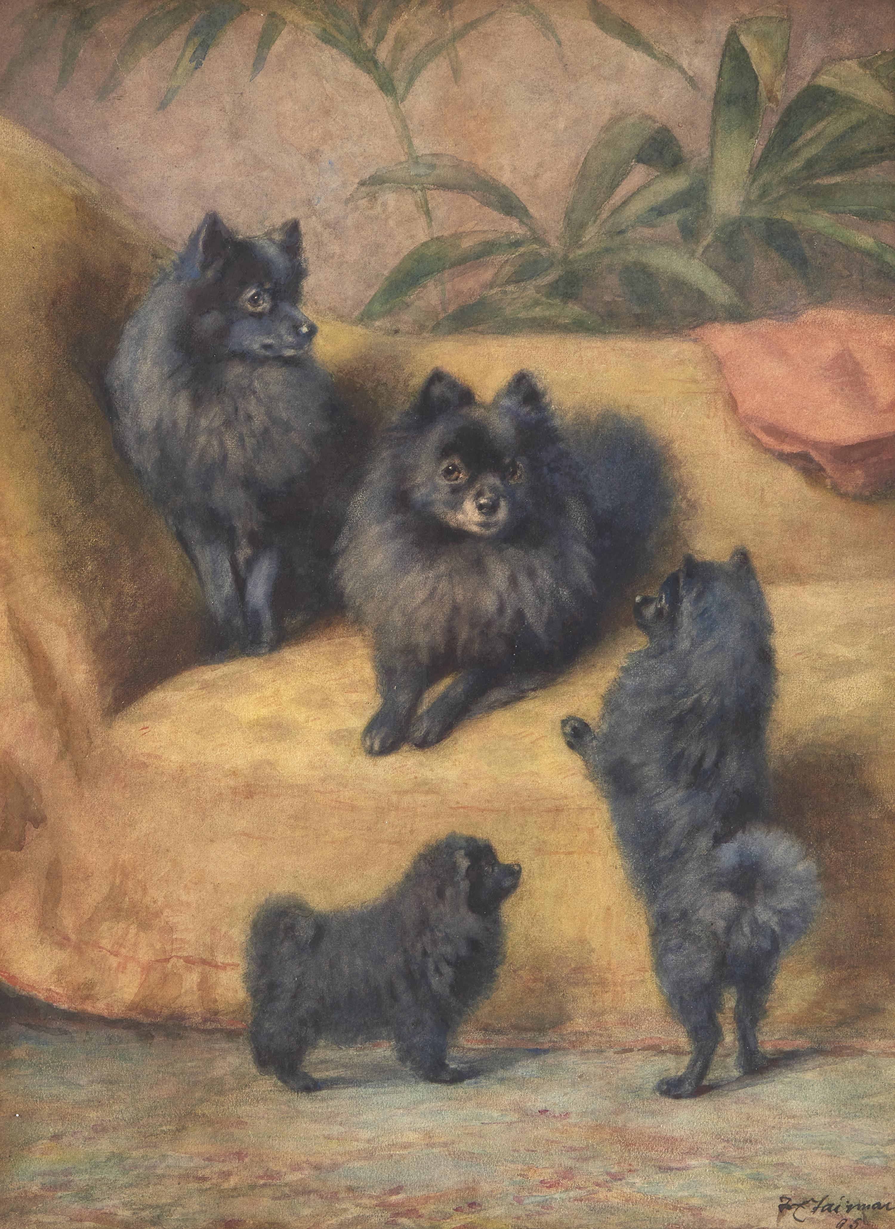 Pomeranians, 1895