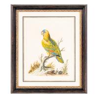 A Group of Nine Hand-Colored Engravings of Birds