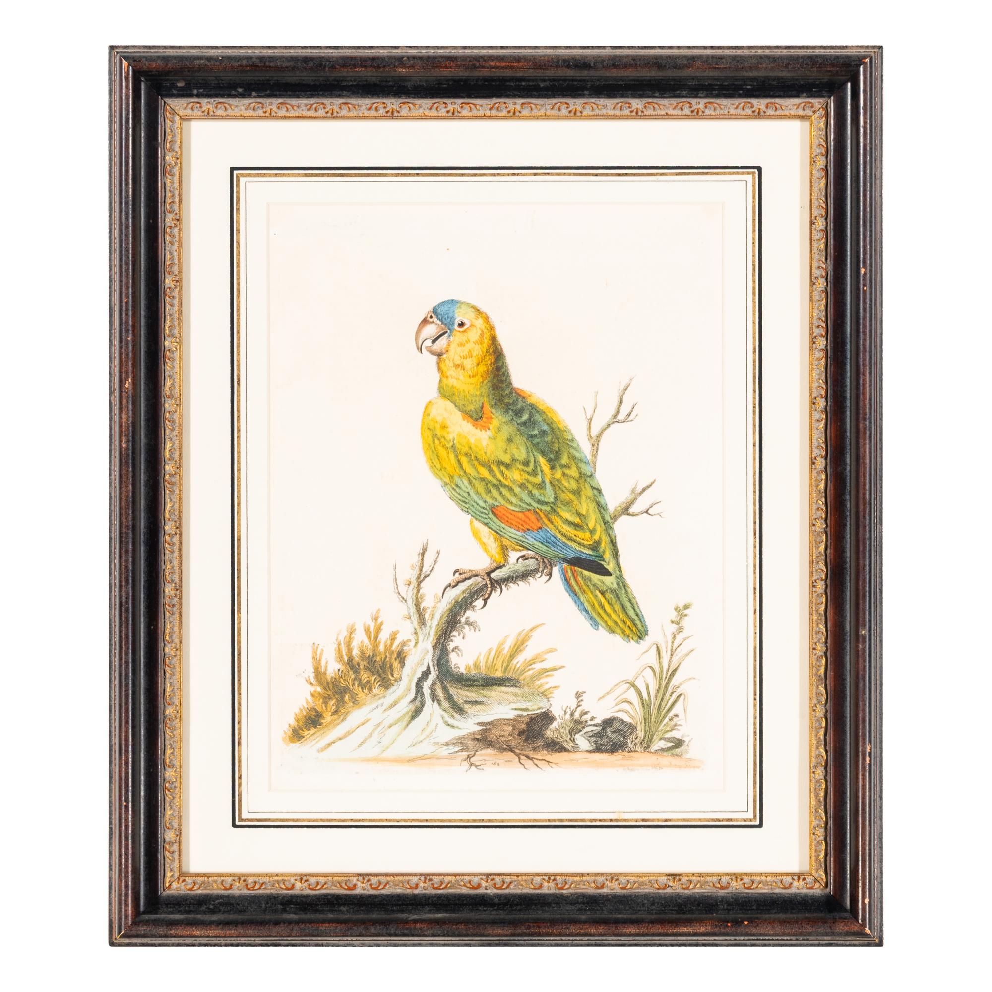 A Group of Nine Hand-Colored Engravings of Birds