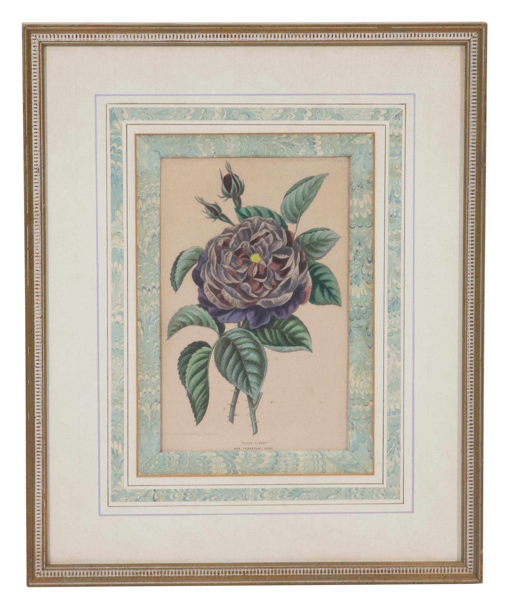 A Collection of Twelve Botanical Engravings Largest framed dimensions 27 x 9 inches. — 19TH/20TH CENTURY