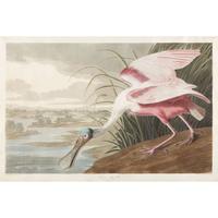 JOHN JAMES AUDUBON (AMERICAN 1785–1851) "ROSEATE SPOONBILL" FROM BIRDS OF AMERICA