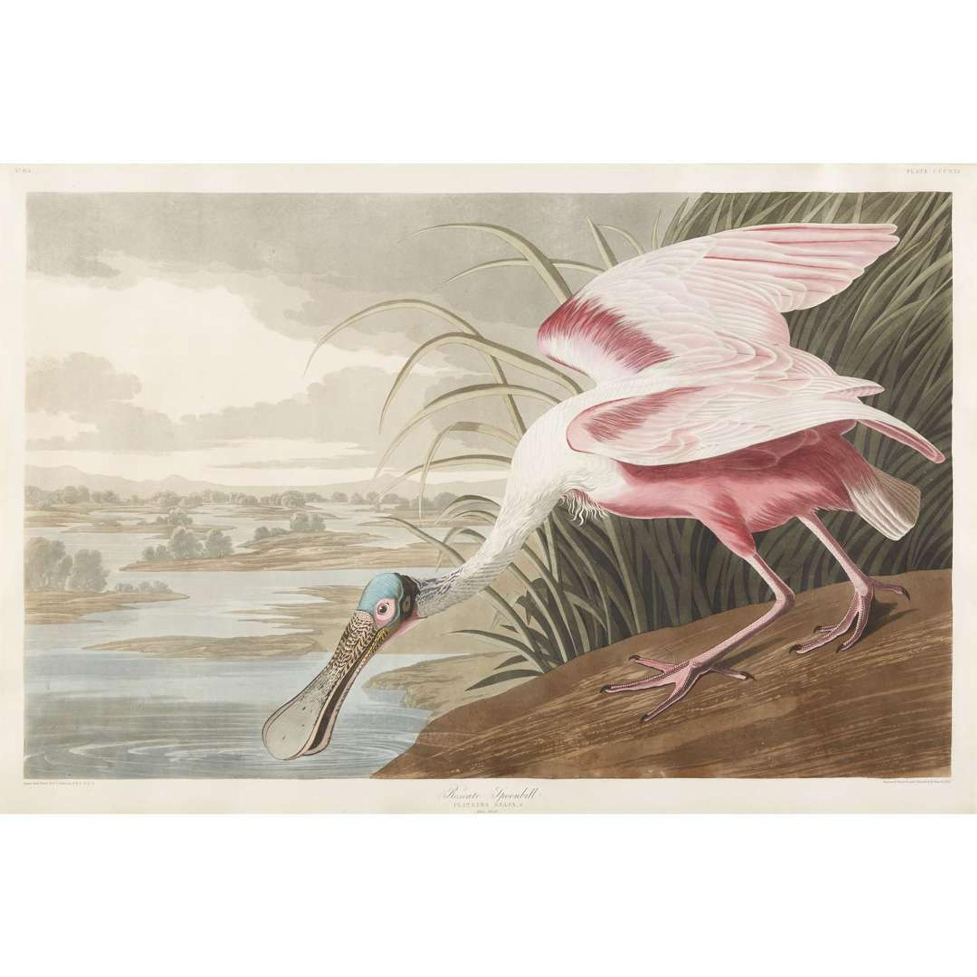 JOHN JAMES AUDUBON (AMERICAN 1785–1851) "ROSEATE SPOONBILL" FROM BIRDS OF AMERICA