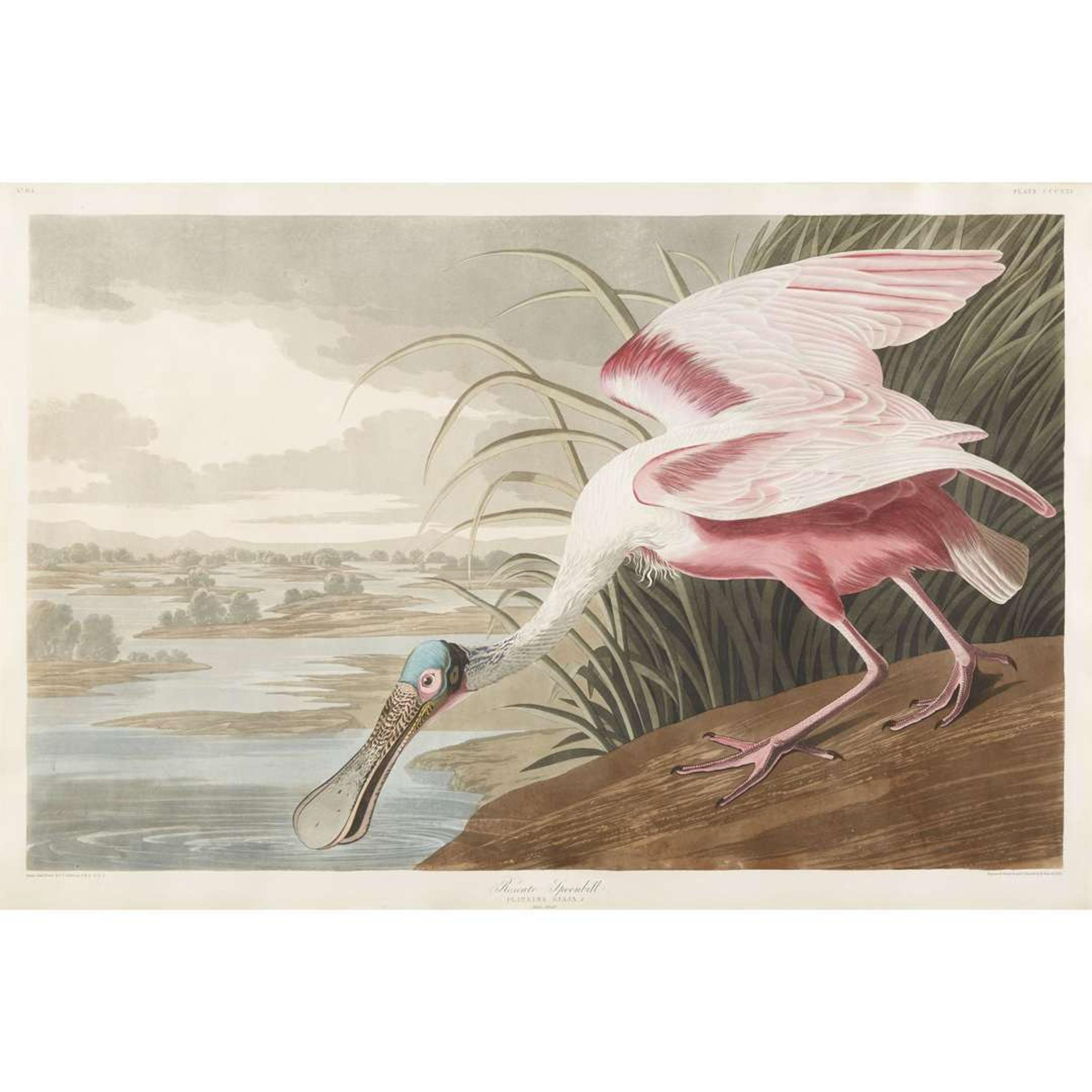 JOHN JAMES AUDUBON (AMERICAN 1785–1851) "ROSEATE SPOONBILL" FROM BIRDS OF AMERICA