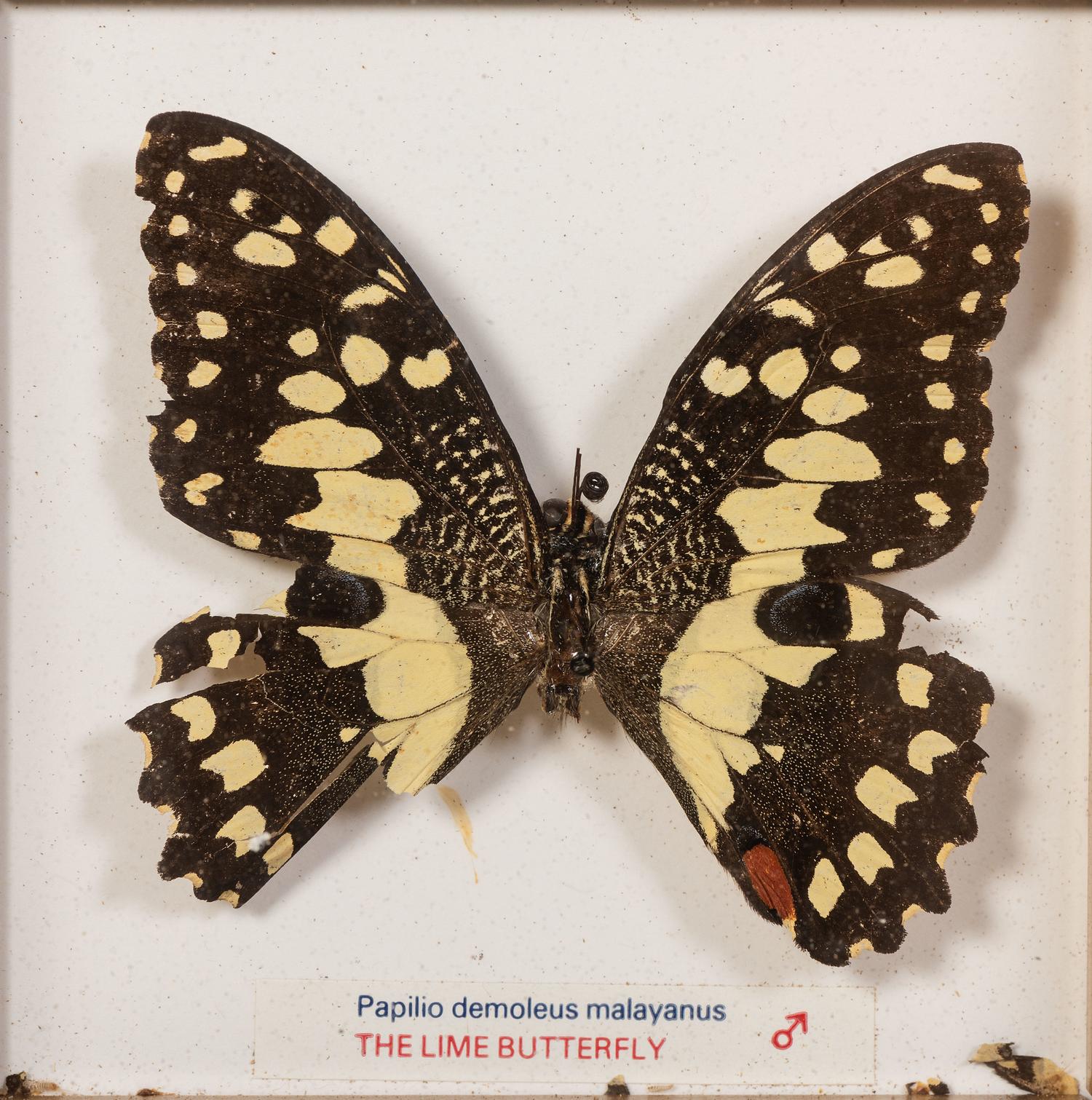 Thirty-One Framed Lepidopterological Specimens