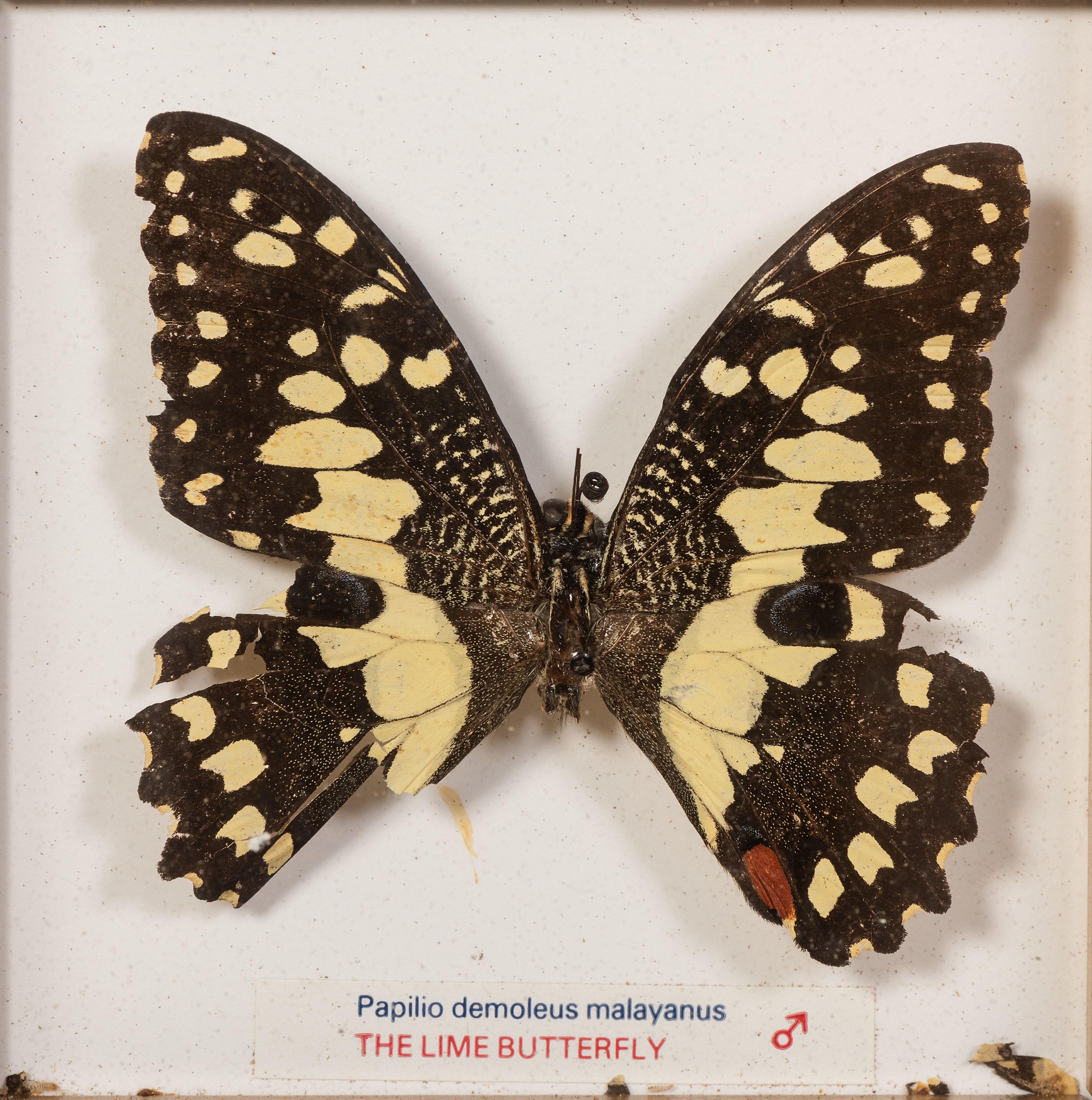 Thirty-One Framed Lepidopterological Specimens