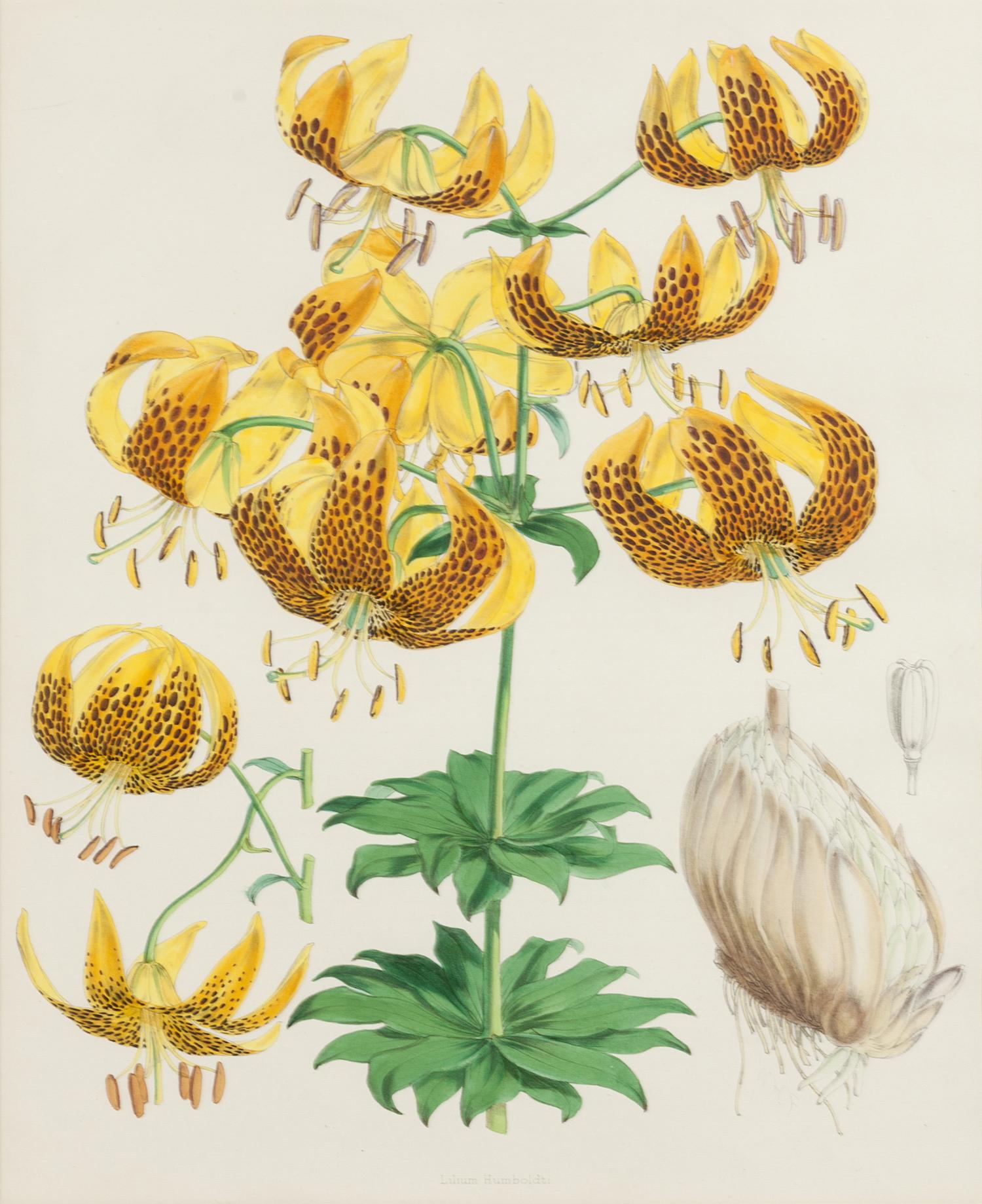 [LILIES]. 4 prints from H. J. Elwes's A Monograph On The Genus Lilium