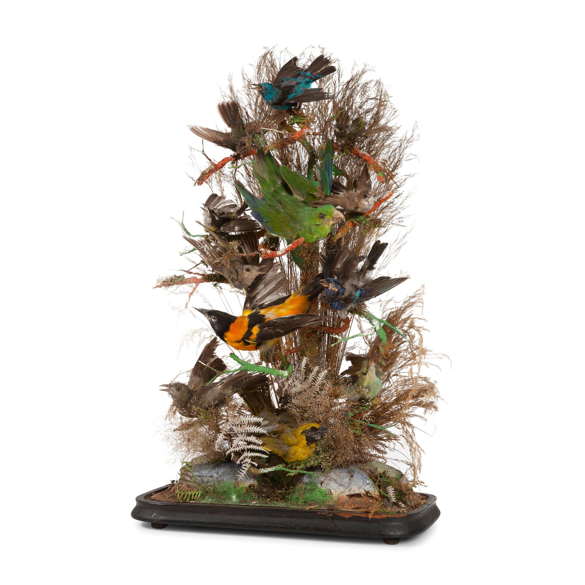 A Victorian Bird Taxidermy Diorama
