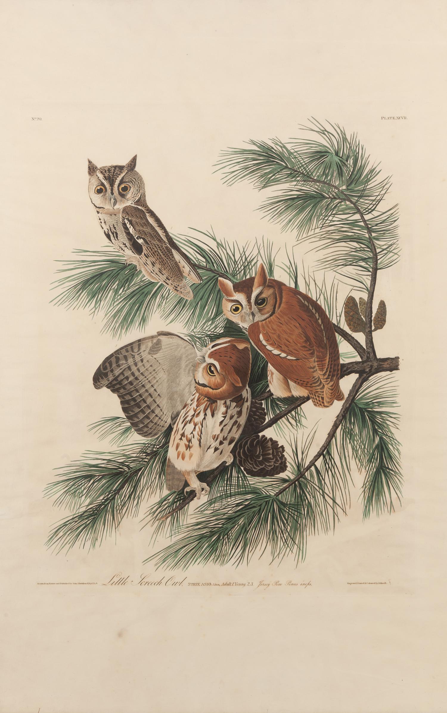 AUDUBON, John James (1785-1851).