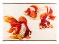 Goldfish Trio