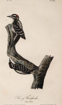 Grouped, see item 1 | A Group of Four Prints of Ground Fowl and Woodpeckers, after John James Audubon (1785-1851)