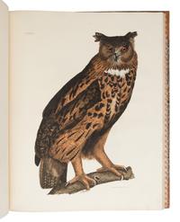 [NATURAL HISTORY]. SELBY, Prideaux John (1788-1867). Plates to Selby’s Illustrations of British Ornithology. Edinburgh: Archibald Constable & Co. and Hurst Robinson & Co.; Edinburgh, London, and Dublin: W. H. Lizars, Longman, Rees, Orme, Brown, Green & Longman, and W. Curry, [1833-] 1834.