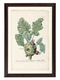 Nine Vegetable Aquatints