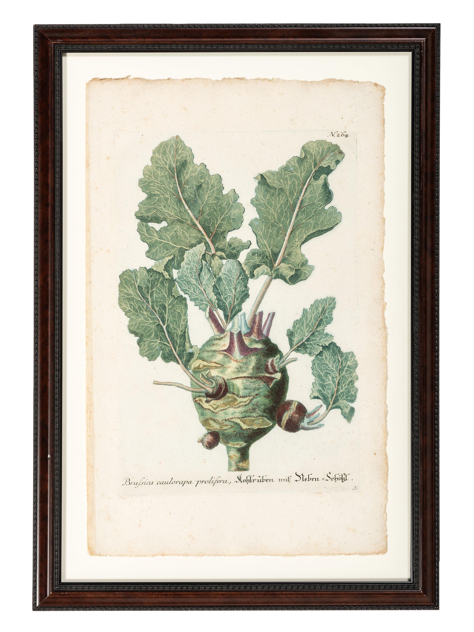 Nine Vegetable Aquatints
