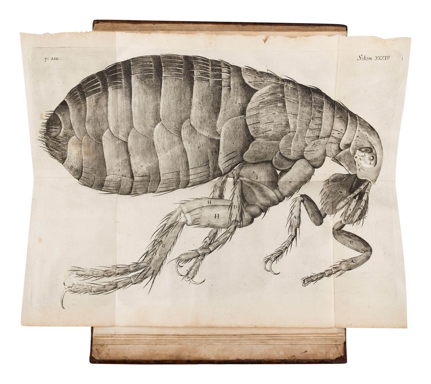 HOOKE, Robert (1635-1702). Micrographia: Or Some Psychological Descriptions of Minute Bodies Made by Magnifying Glasses . London: for James Allestry, 1667.