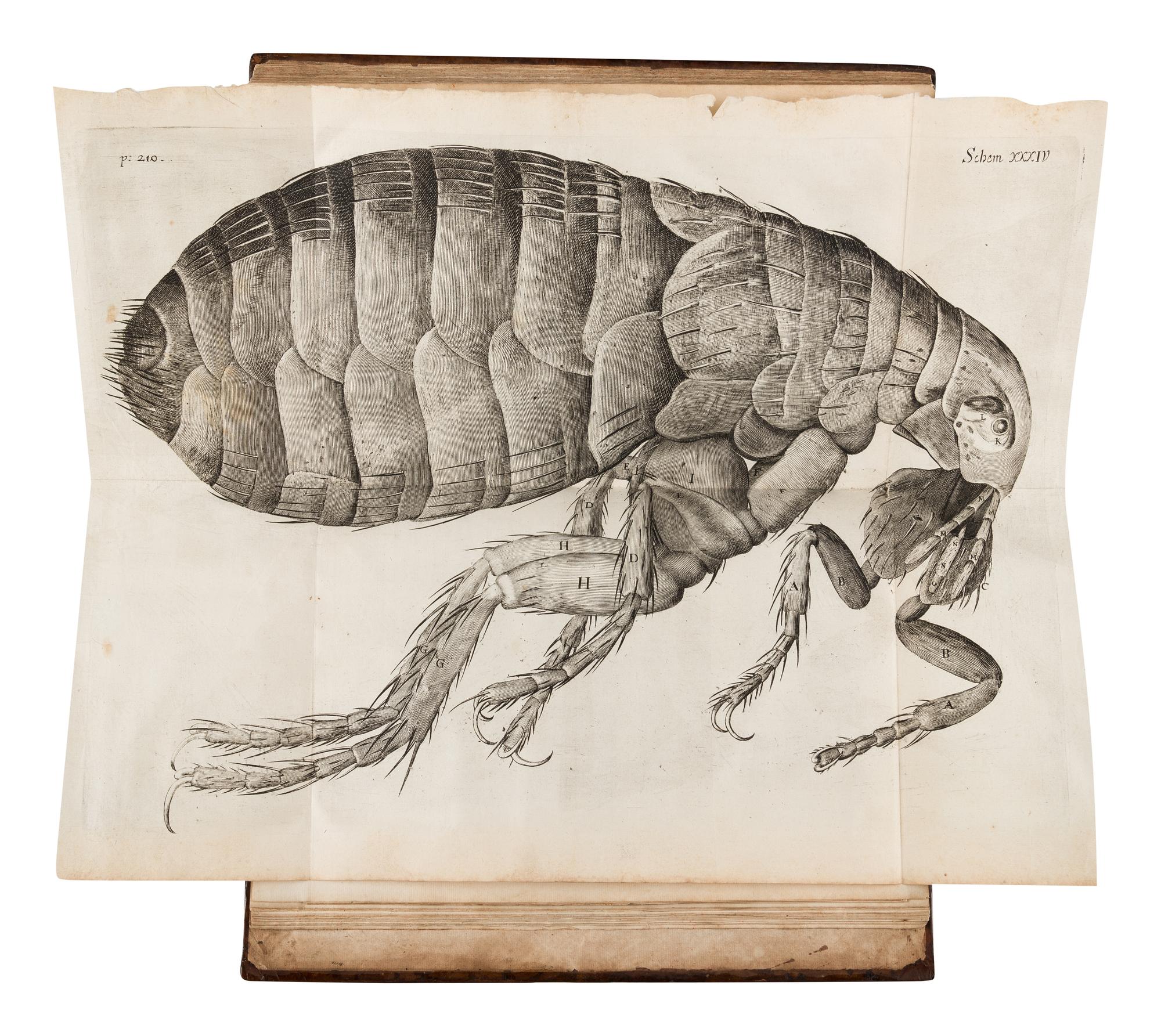 HOOKE, Robert (1635-1702). Micrographia: Or Some Psychological Descriptions of Minute Bodies Made by Magnifying Glasses . London: for James Allestry, 1667.