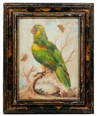 G. Edvards, (18th century), Parrot on Branch with Butterflies