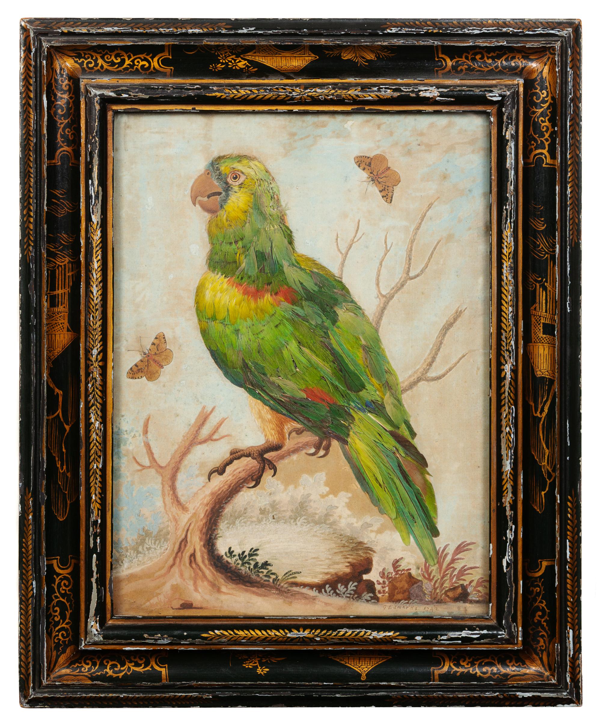 G. Edvards, (18th century), Parrot on Branch with Butterflies