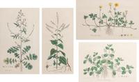Four Hand Colored Botanical Engravings