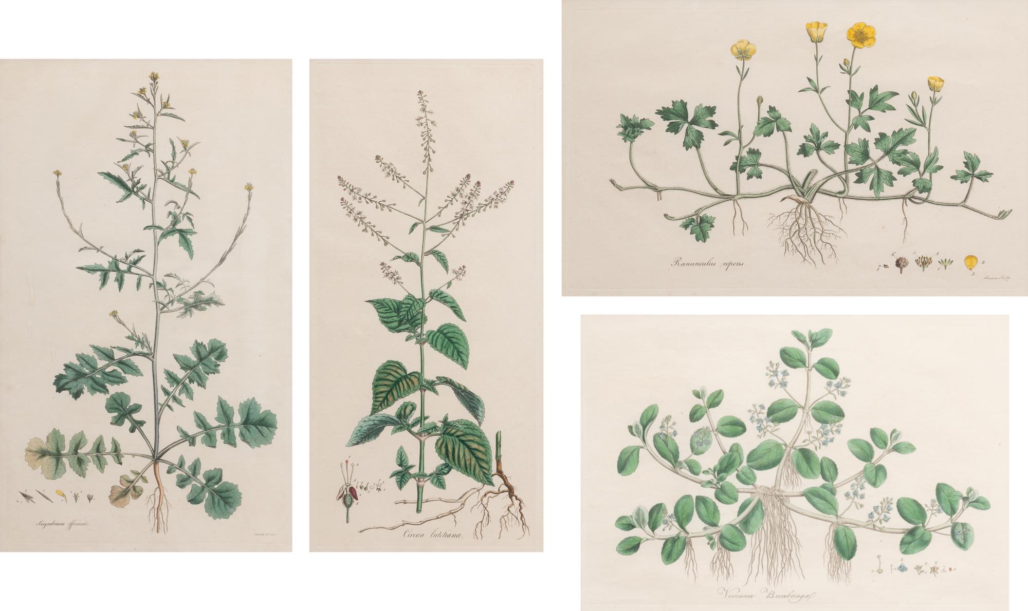 Four Hand Colored Botanical Engravings