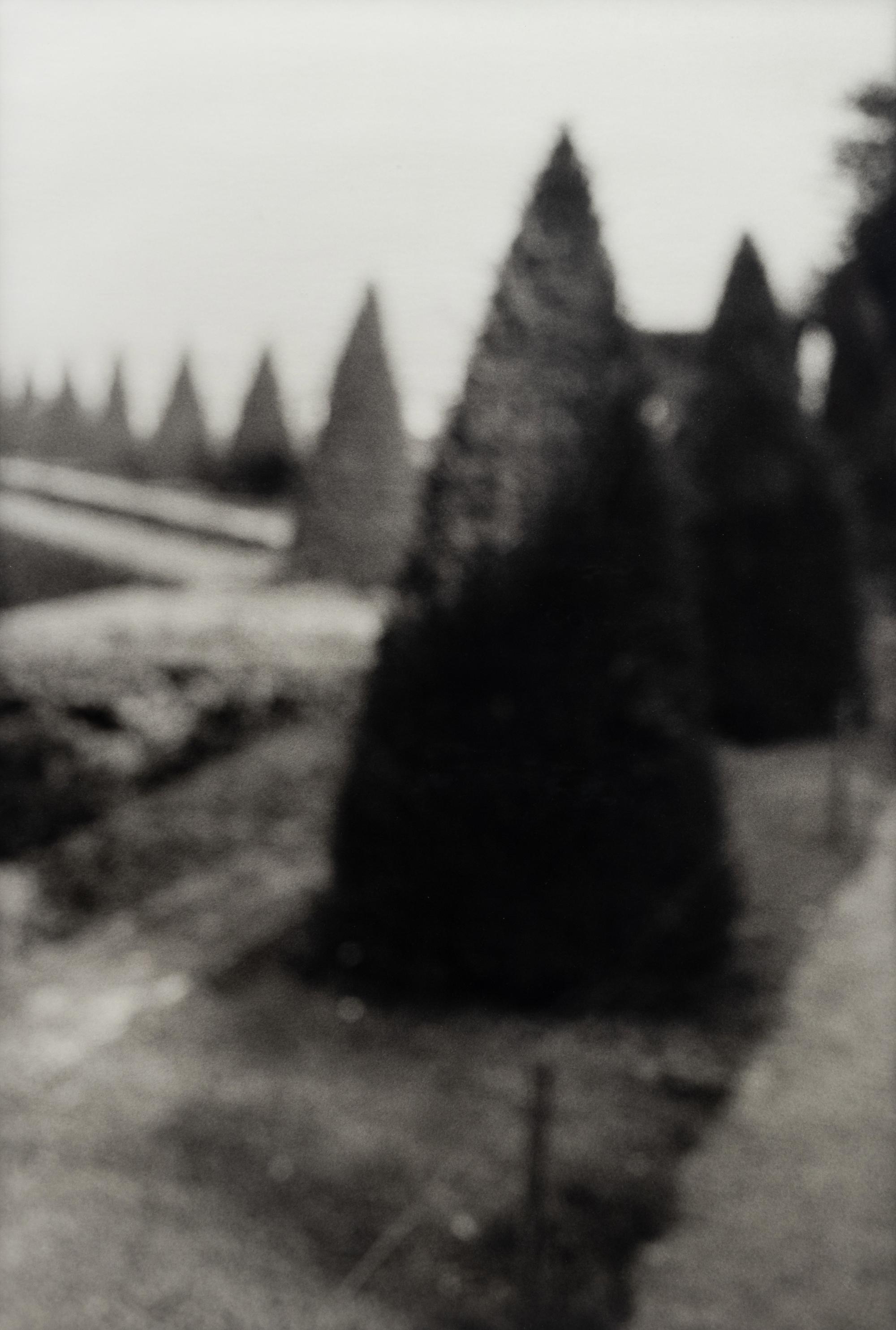 David Armstrong (1954-2014) Birches in Friedhof, Berlin; Shrubs at Versailles; and Building, Dresden, 1992-1993