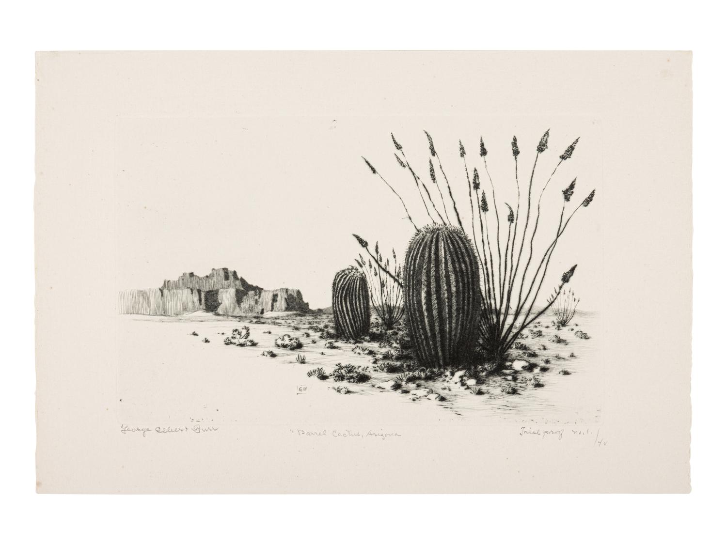 Two Works: Barrel Cactus, Arizona and Santa Catalina Mts, Tuscon, Arizona