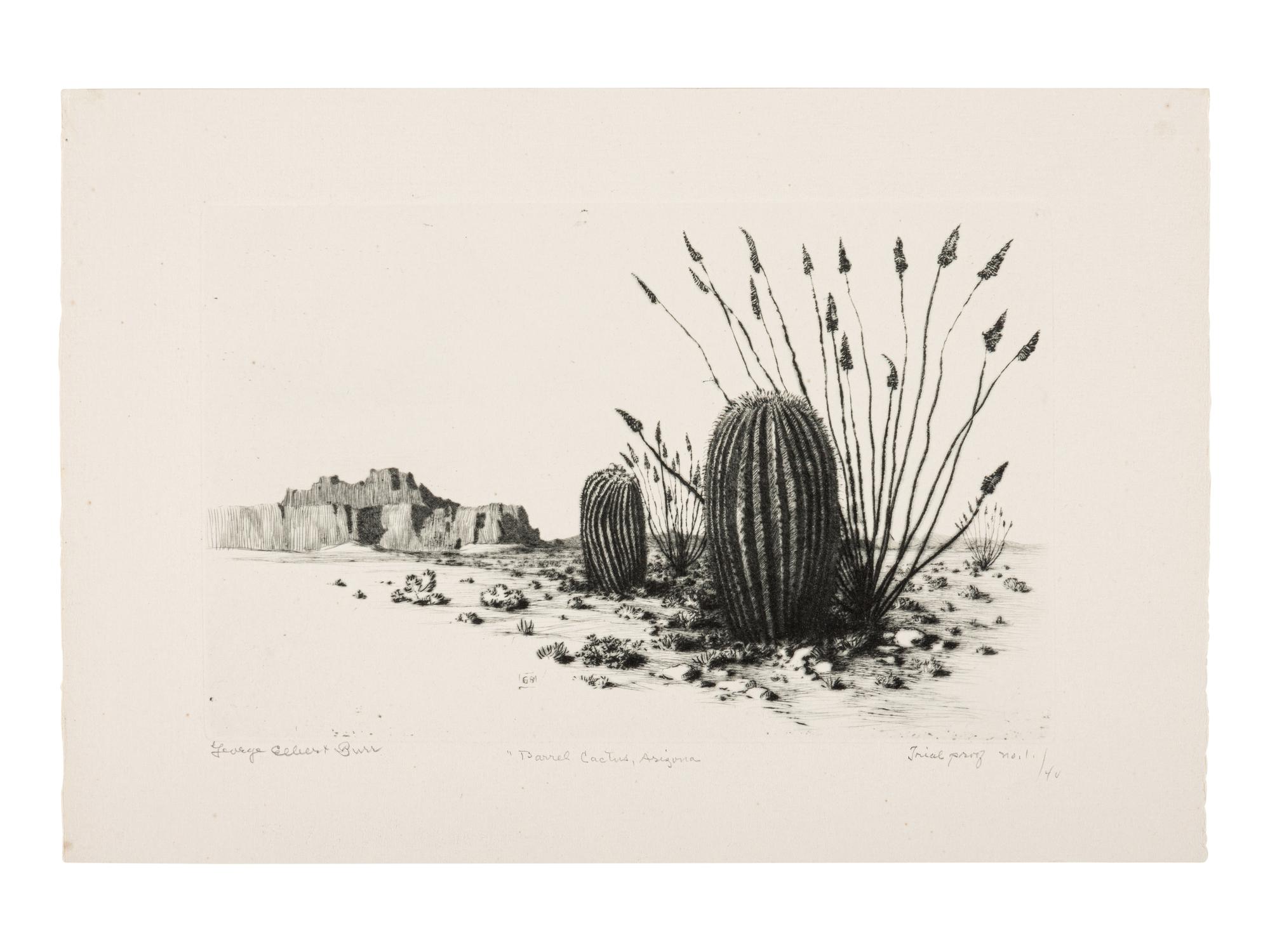 Two Works: Barrel Cactus, Arizona and Santa Catalina Mts, Tuscon, Arizona