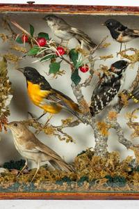 A Victorian Taxidermy Bird Diorama