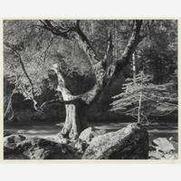 [Photography] Adams, Ansel Morning, Merced River Canyon, Yosemite National Park, California