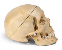 A European Medical Instruction Human Skull