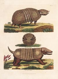 BUFFON, GEORGE LOUIS LECLERC, COMTE DE. A Natural History... London, 1781. 2 (of 8) vols. only.