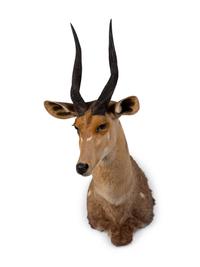 A Shoulder Mount Taxidermy Bushbuck