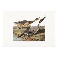Audubon, John James (1785-1851) Pin Tailed Duck (Plate CCXXVII) Anas Acuta