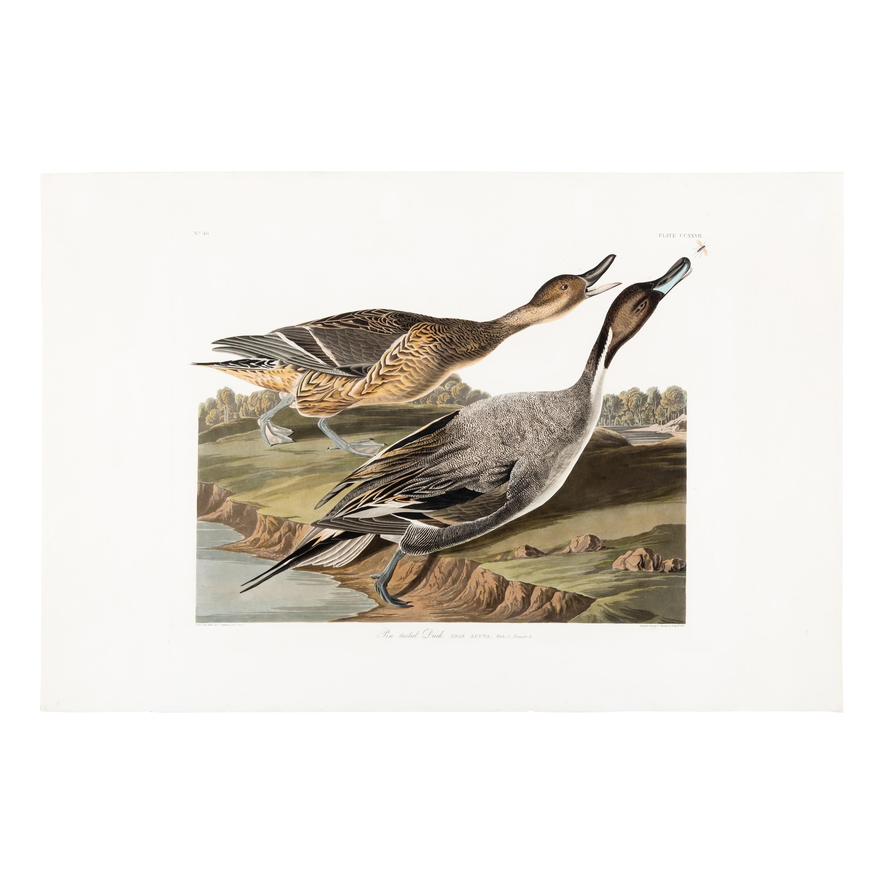Audubon, John James (1785-1851) Pin Tailed Duck (Plate CCXXVII) Anas Acuta