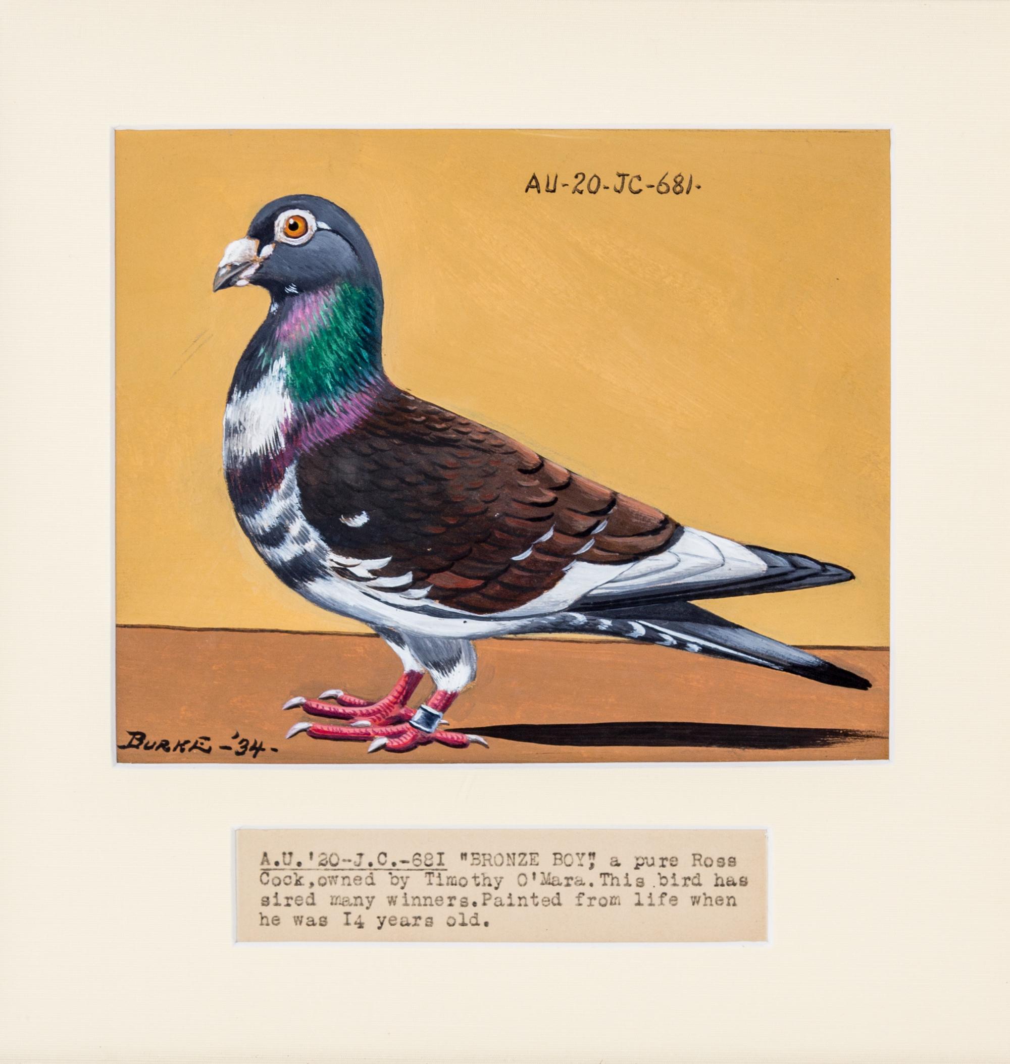 BURKE, DR. EDGAR. An archive of 12 gouache paintings of Dr. Burke's racing pigeons