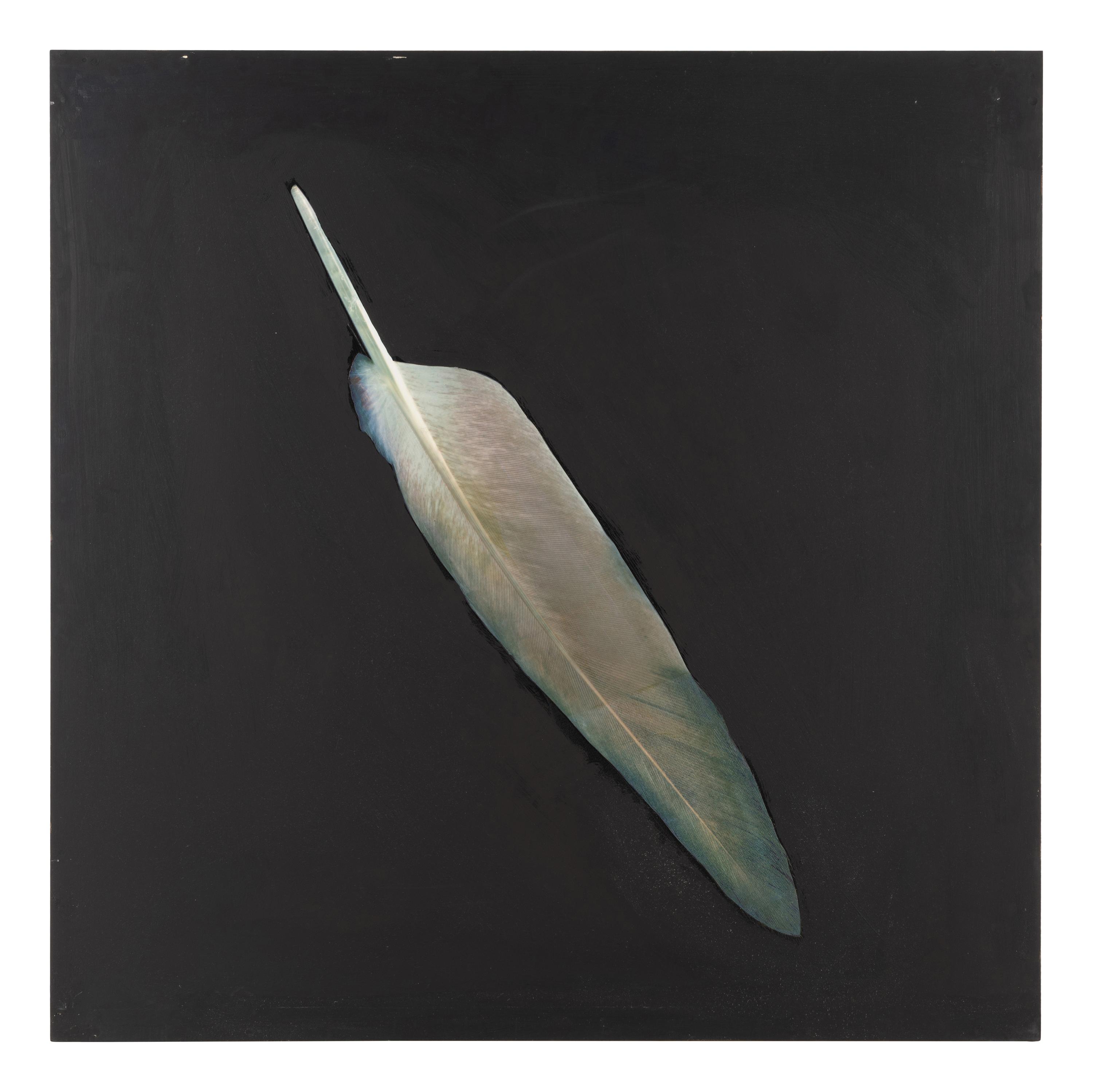 Feather