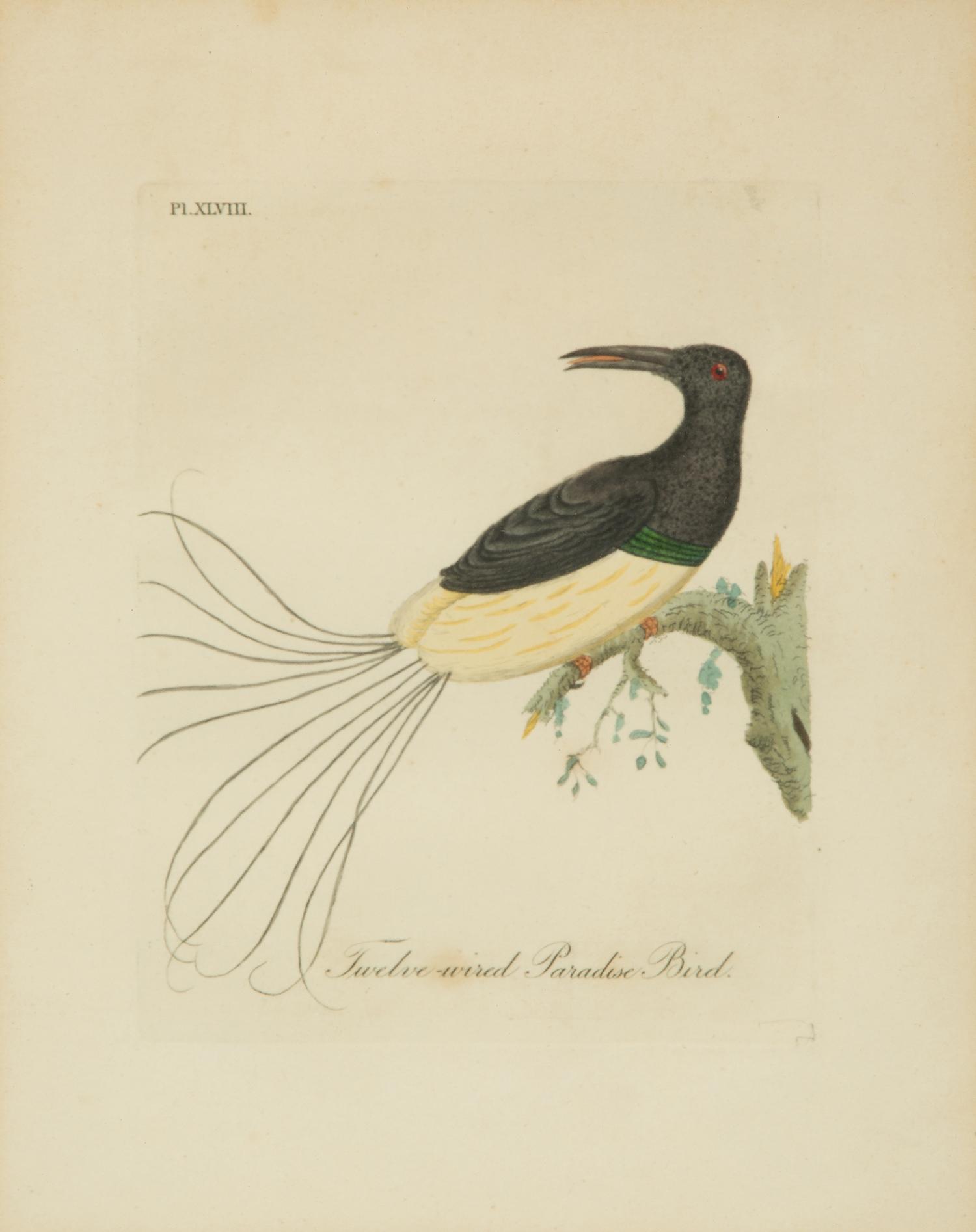 A Collection Ten Ornithological Gilt Framed Hand Colored Lithographs from Shaw's General Zoology — 19TH/20TH CENTURY