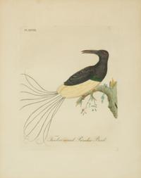 A Collection Ten Ornithological Gilt Framed Hand Colored Lithographs from Shaw's General Zoology — 19TH/20TH CENTURY