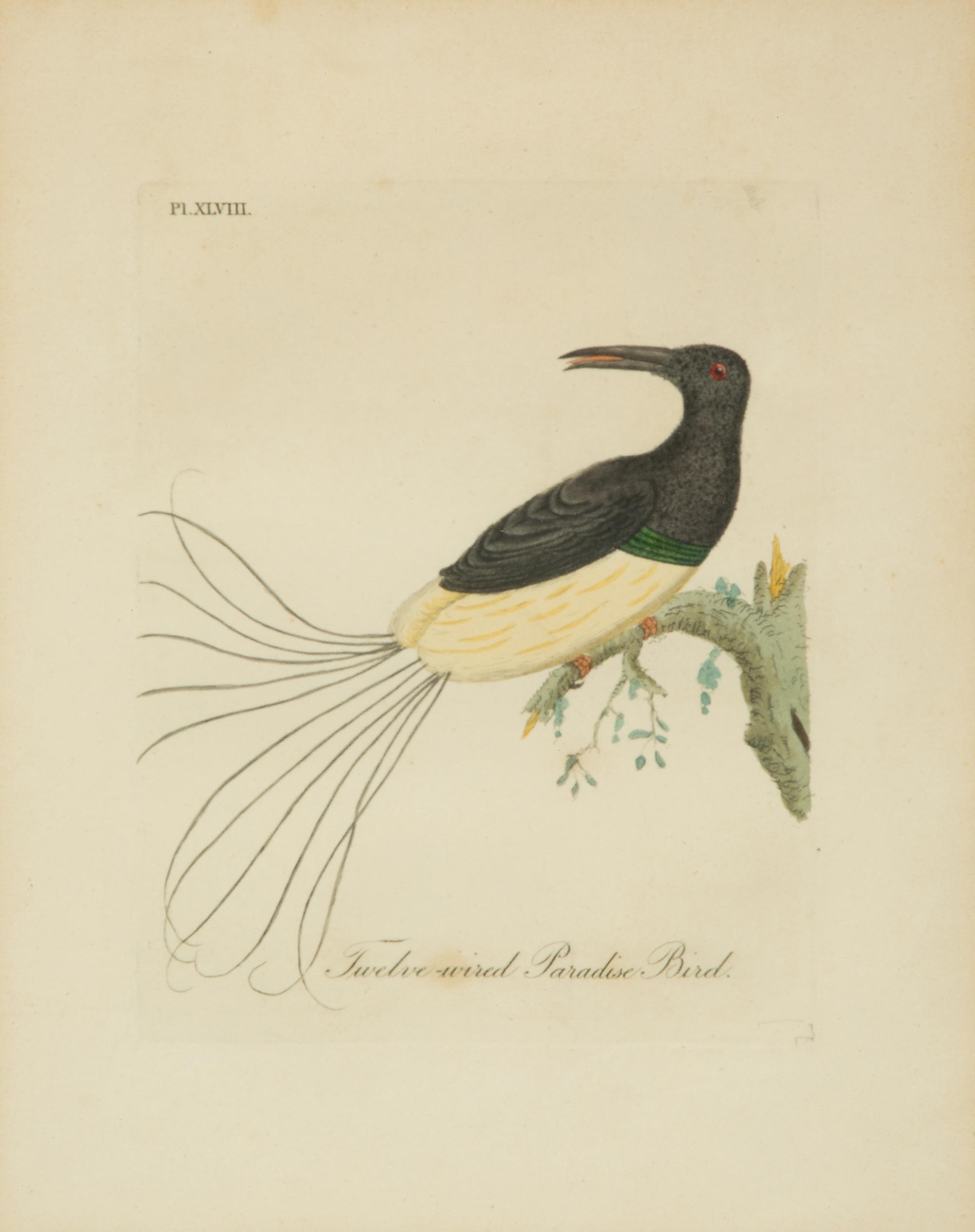 A Collection Ten Ornithological Gilt Framed Hand Colored Lithographs from Shaw's General Zoology — 19TH/20TH CENTURY