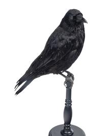 A Pair of Taxidermy Ravens