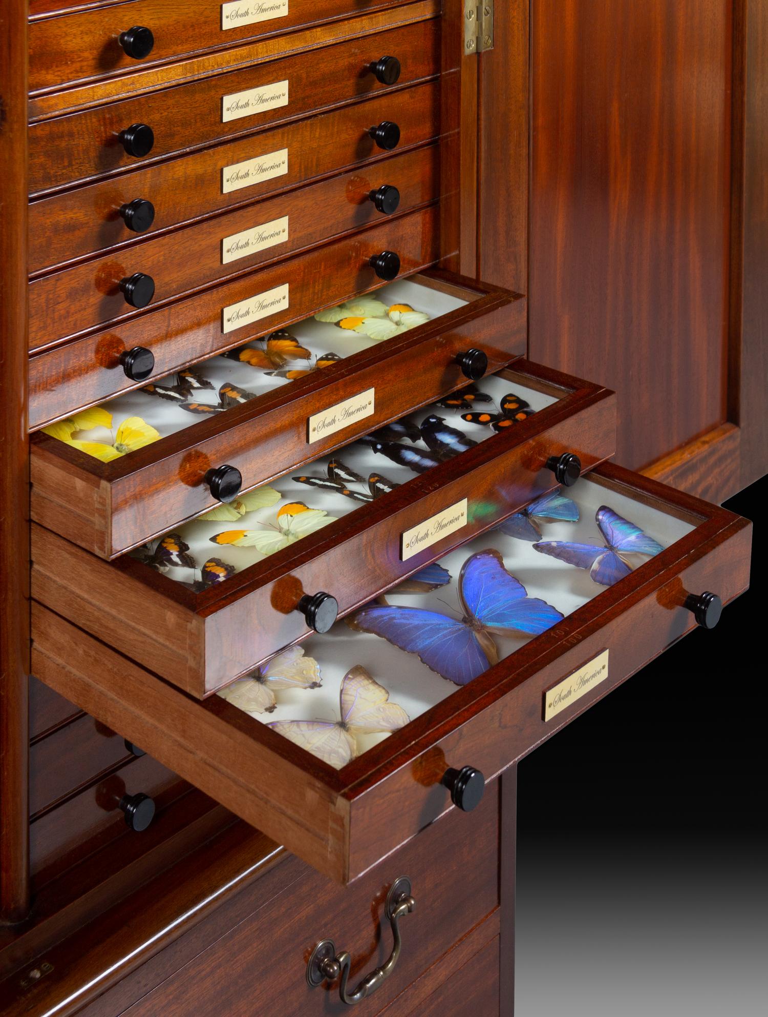 An English Mahogany and Marquetry Butterfly Collector's Cabinet with a Collection of Specimens