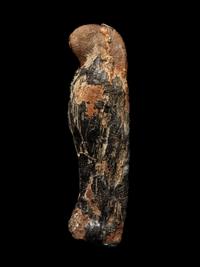 An Egyptian Mummified Falcon
