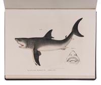 [NATURAL HISTORY]. FITZINGER, Leopold Joseph (1802-1884). Bilder-Atlas zur wissenschaftlich-populären Naturgeschichte der Fische in ihren sämmtlichen Hauptforme . Vienna: Kaiserl Konigl, 1864.