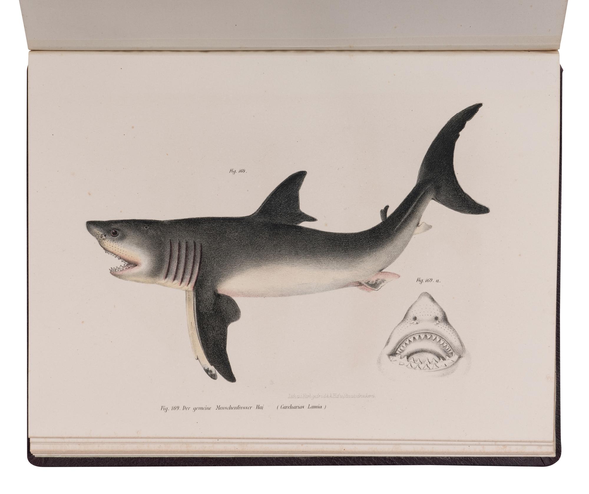 [NATURAL HISTORY]. FITZINGER, Leopold Joseph (1802-1884). Bilder-Atlas zur wissenschaftlich-populären Naturgeschichte der Fische in ihren sämmtlichen Hauptforme . Vienna: Kaiserl Konigl, 1864.