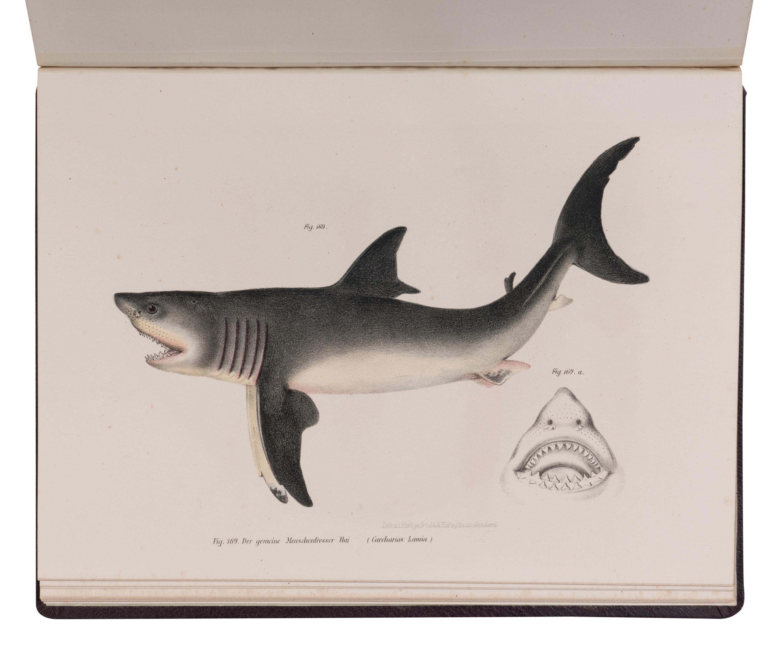 [NATURAL HISTORY]. FITZINGER, Leopold Joseph (1802-1884). Bilder-Atlas zur wissenschaftlich-populären Naturgeschichte der Fische in ihren sämmtlichen Hauptforme . Vienna: Kaiserl Konigl, 1864.