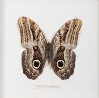 Seven Framed Groups of Lepidopterological Specimens