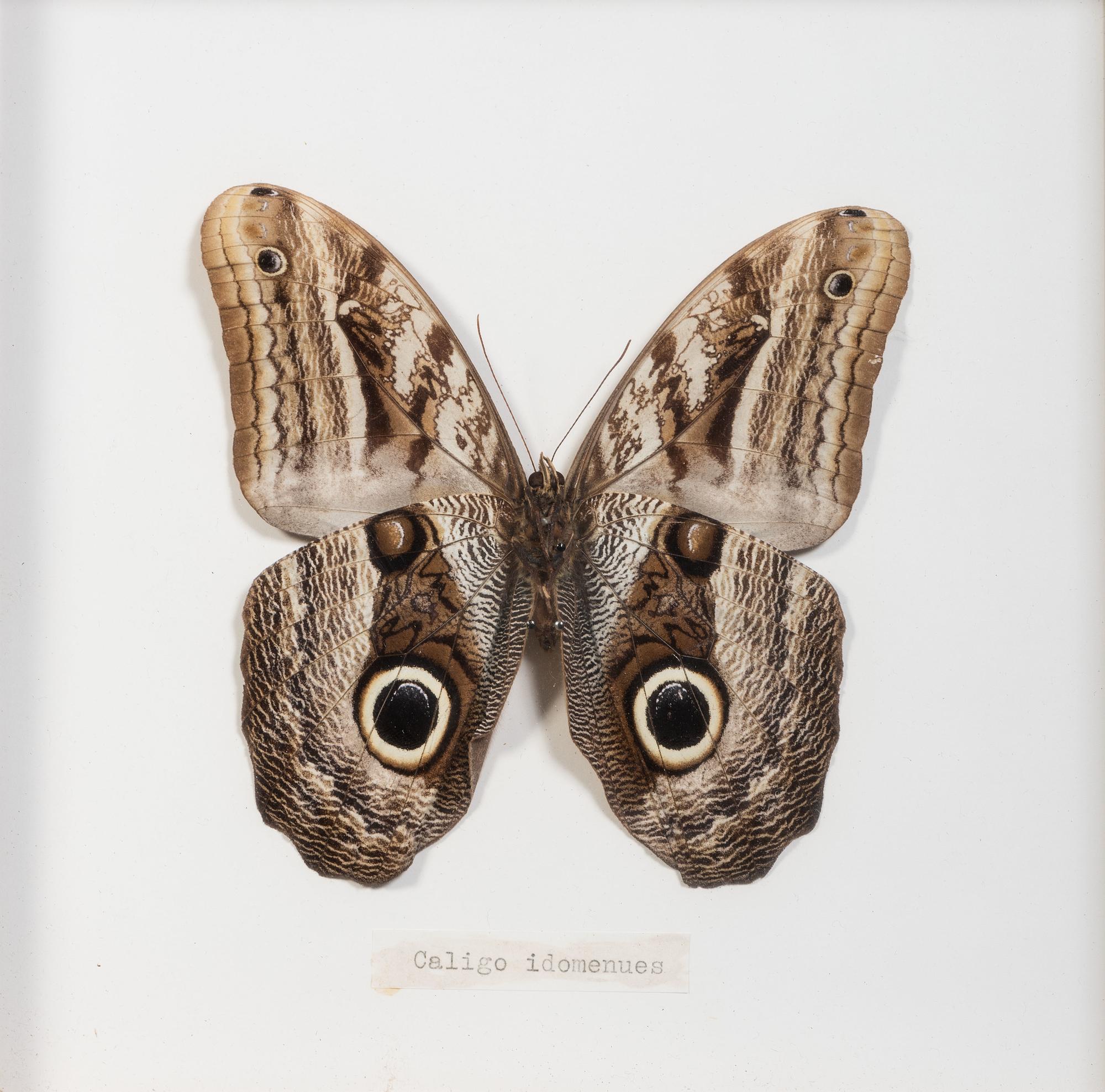 Seven Framed Groups of Lepidopterological Specimens