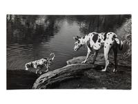 A Group of Four Works depicting dogs, 1958-65; printed ca. 1958-65