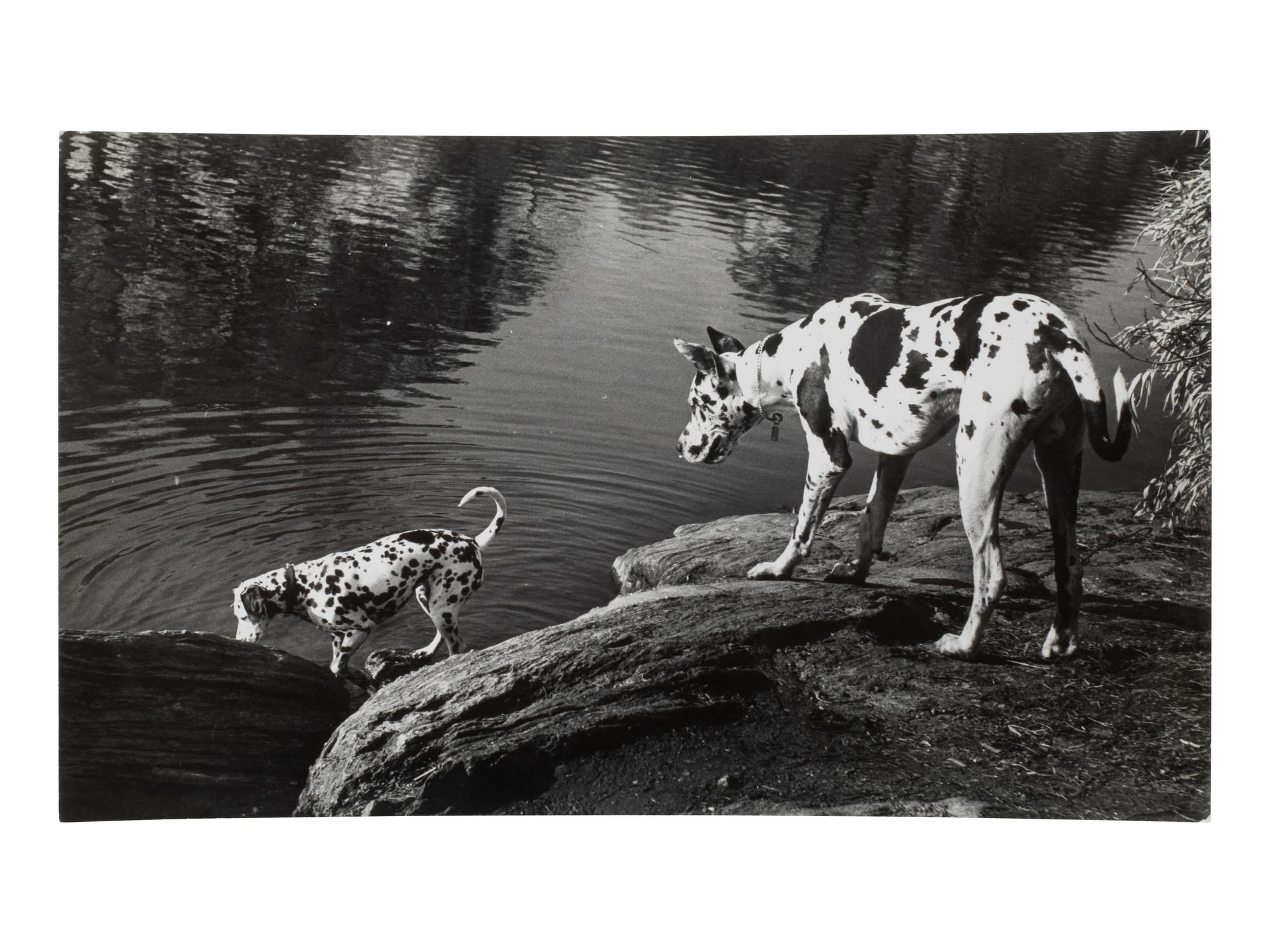 A Group of Four Works depicting dogs, 1958-65; printed ca. 1958-65