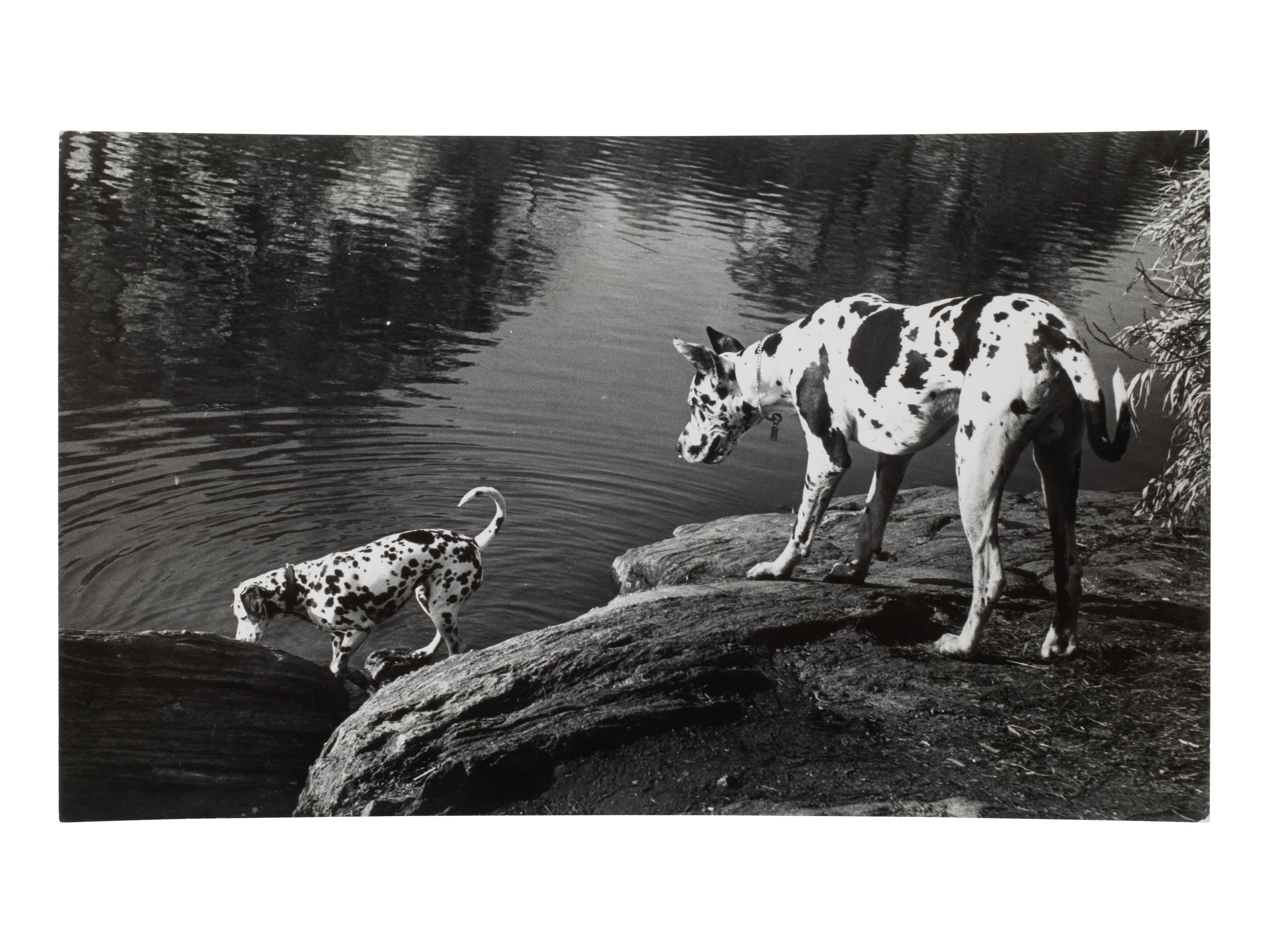 A Group of Four Works depicting dogs, 1958-65; printed ca. 1958-65