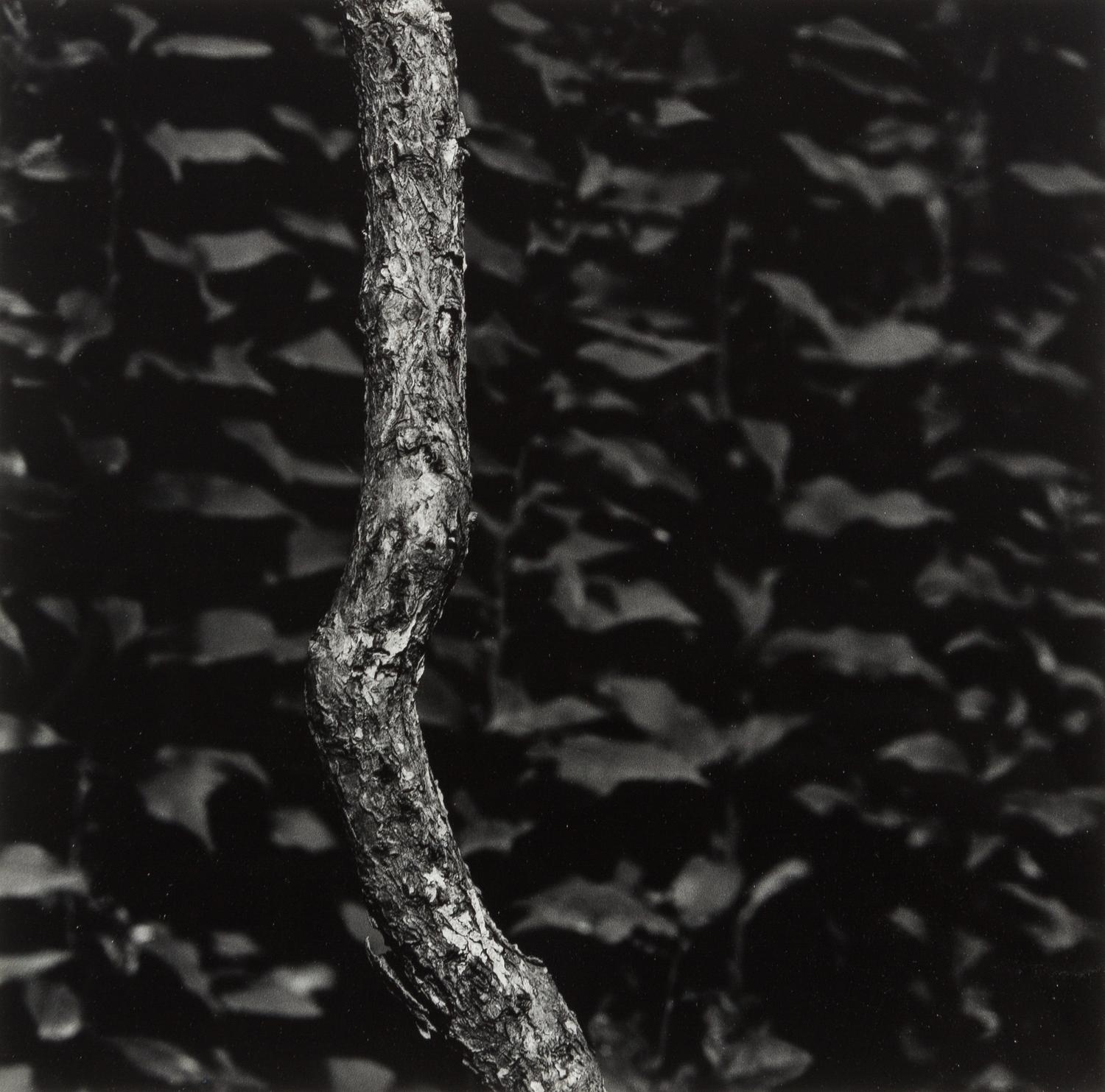 Aaron Siskind, (American, 1903-1991), Martha's Vineyard #9, 1974